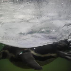 日本激情四射视频
